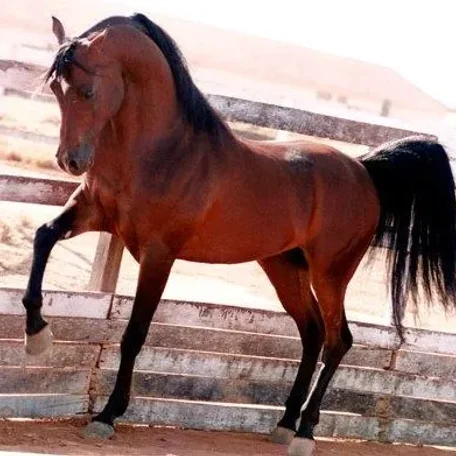 Aicyng in Brazil at Rach Stud.