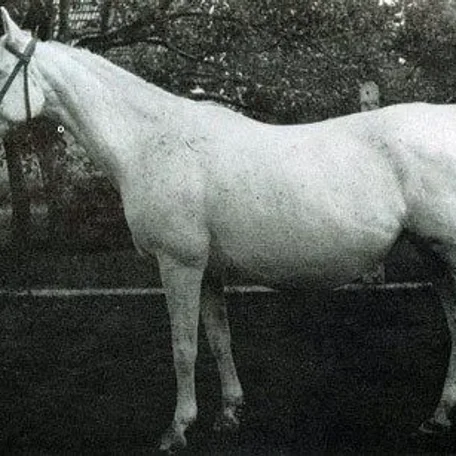 DARDA (Amurath Sahib x Brda by Mersuch II)