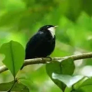 White-throated