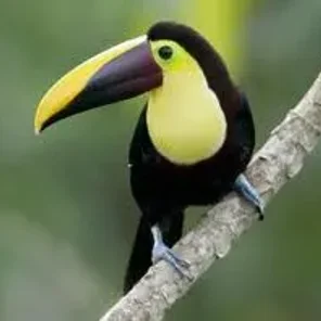 Chestnut-mandibled Toucan (Swainson's Toucan)
