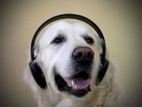 What Type of Music Do Pets Like?
