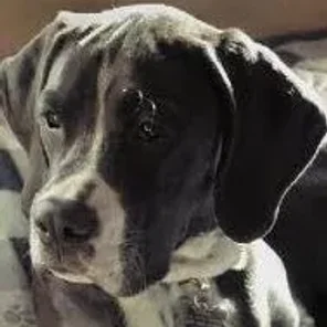 Boxspring (Designer Dog)
