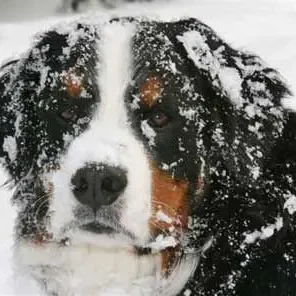 Animals in Winter We Domesticate