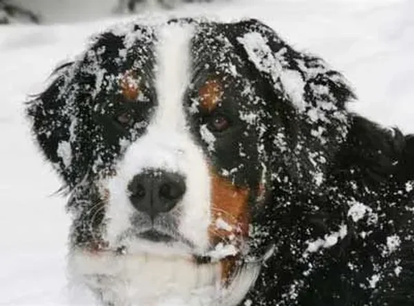 Member pets in Winter