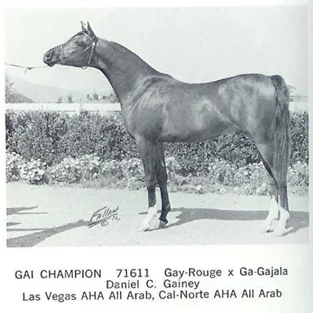 For the next three decades horses such as Gazon, Galatina, Raffon, Gavrelle, Gai Adventure, Gaizon, Ga-Rageyma, Gafferra, Ga-Gajala, Shar Mar Ferzay and Gai Champion became famous in their own right and helped perpetuate the Gainey "look".