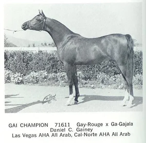 For the next three decades horses such as Gazon, Galatina, Raffon, Gavrelle, Gai Adventure, Gaizon, Ga-Rageyma, Gafferra, Ga-Gajala, Shar Mar Ferzay and Gai Champion became famous in their own right and helped perpetuate the Gainey "look".