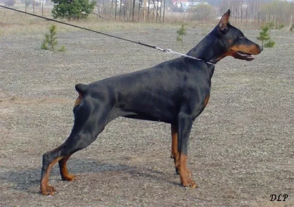 Ch. CARTAGINA Bene Meritus;  BH, polish breeding test