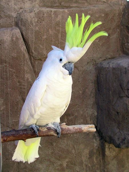 Large Parrot Supplies Checklist - Large Cockatoos and Macaws