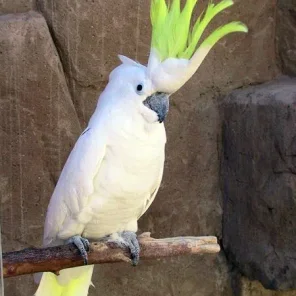 Large Parrot Supplies Checklist - Large Cockatoos and Macaws