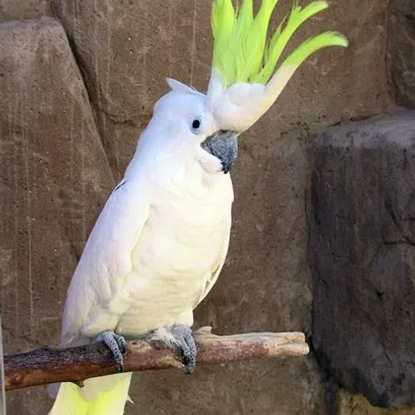 Large Parrot Supplies Checklist - Large Cockatoos and Macaws