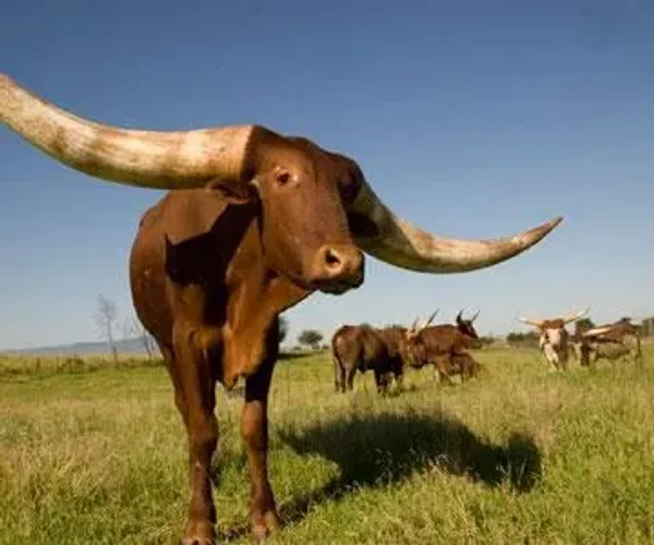 Warren Watusi