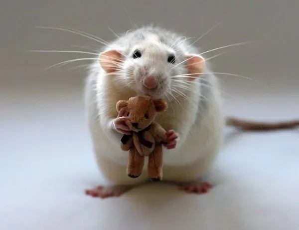 Itchy