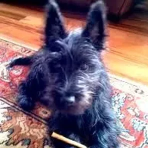 Scorkie (Designer Dog)