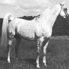 KAMAL IBN MORAFIC