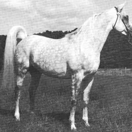 KAMAL IBN MORAFIC