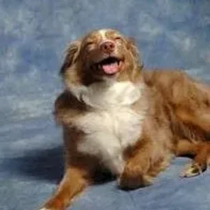 Cotralian (Desinger Dog)