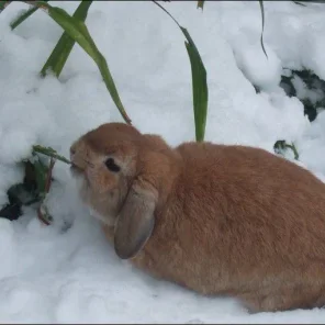 Animals in Winter We Domesticate