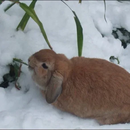 More Snowy Pets of Members