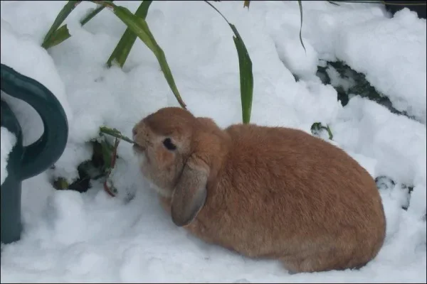 More Snowy Pets of Members