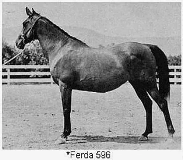 Ferda