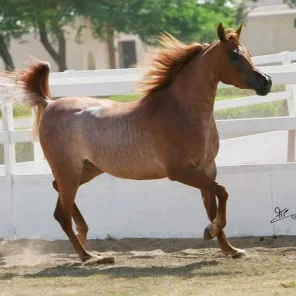 Torfa Al Shaqab