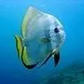 Batfish