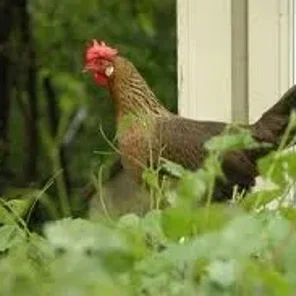 Rose Comb Dark Brown Leghorn