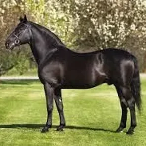 Driving Horses List