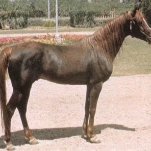 Alaa El Din