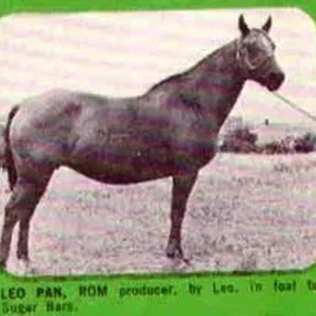 Leo Pan