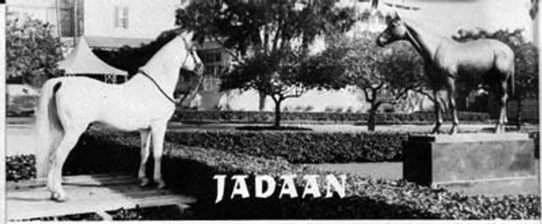 JADAAN