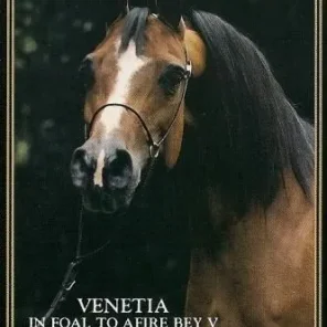 VENETIA