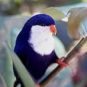 Blue Lorikeet