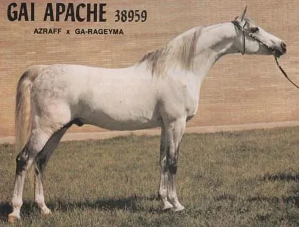 Gai-Apache