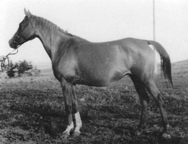 KANITEL