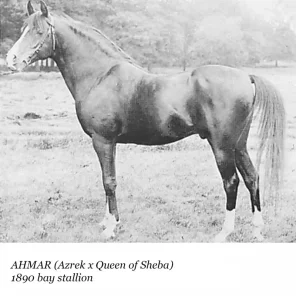 Ahmar