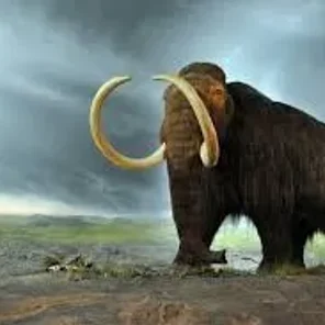 The woolly mammoths of Siberia