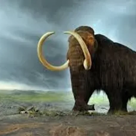 The woolly mammoths of Siberia