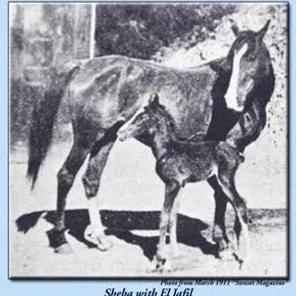 EL JAFIL