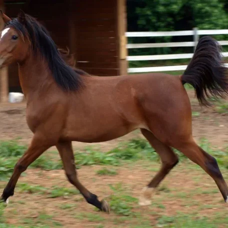 Galaksy (Aria Egzalt x Sundaes Klassy Toon) 2013 Purebred sabino Arabian