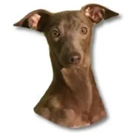 The Italian Greyhound is found in a wide array of colors and markings.