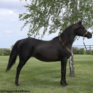 Colara Onyx Gem