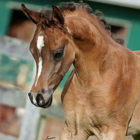 Cassiopeia BPA and Marajj - Arabian Horses