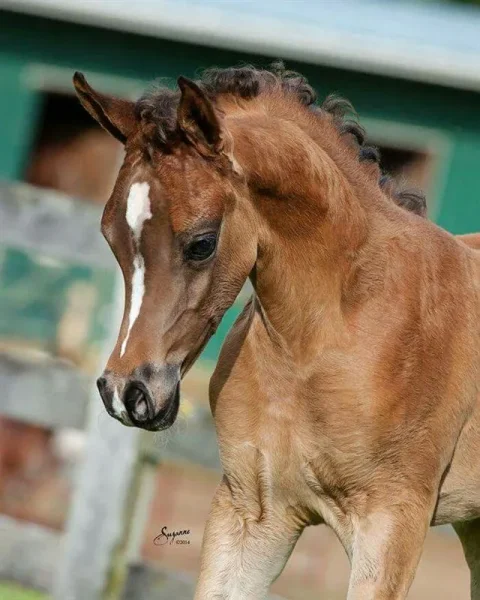 Cassiopeia BPA and Marajj - Arabian Horses