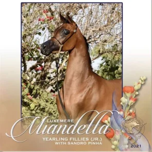 Luxemere Miandetta
