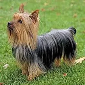 Australian Silky Terrier