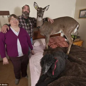 Meet Dillie - the domesticated deer who eats linguine in her owners' bed