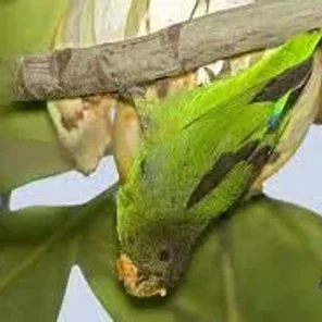 Sapphire-rumped Parrotlet