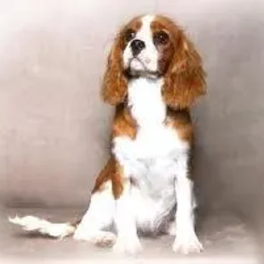 King Cavrin (Designer Dog)