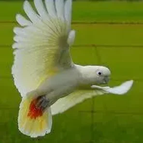 Red-vented